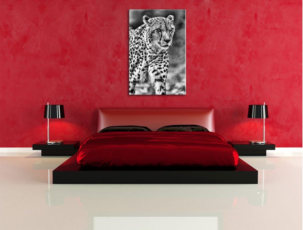 Pixxprint lauernder Gepard auf Wiese / 100x70cm Leinwandbild bespannt auf Holzrahmen/Wandbild Kunstd