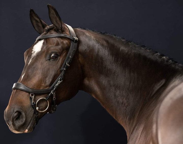 PresTeq FaySport Snaffle Bridle Schwarz Full Size, Schwarz Full Size
