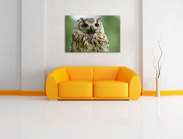 grosse Waldeule gähnt Leinwand, XXL riesige Bilder fertig gerahmt mit Keilrahmen, Kunstdruck auf Wan