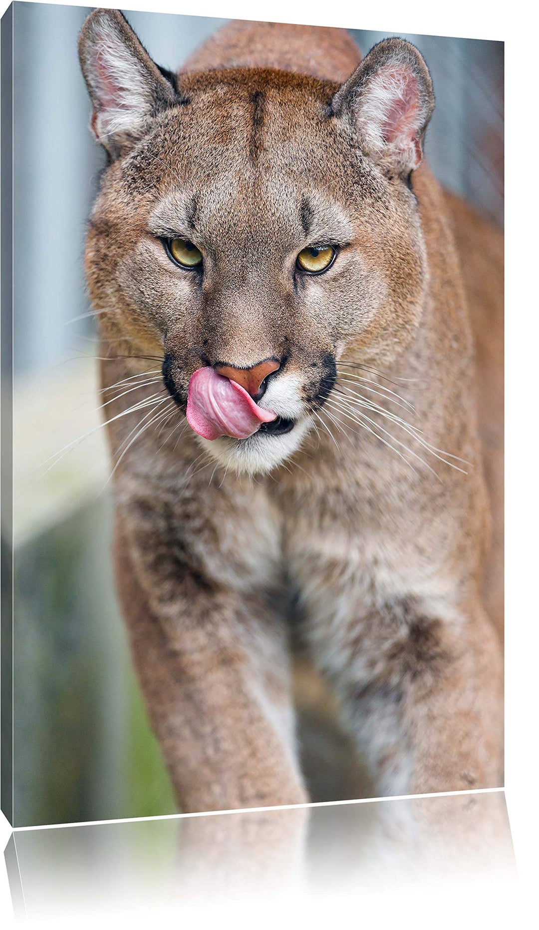 Pixxprint anmutiger Puma auf Leinwand, XXL riesige Bilder fertig gerahmt mit Keilrahmen, Kunstdruck