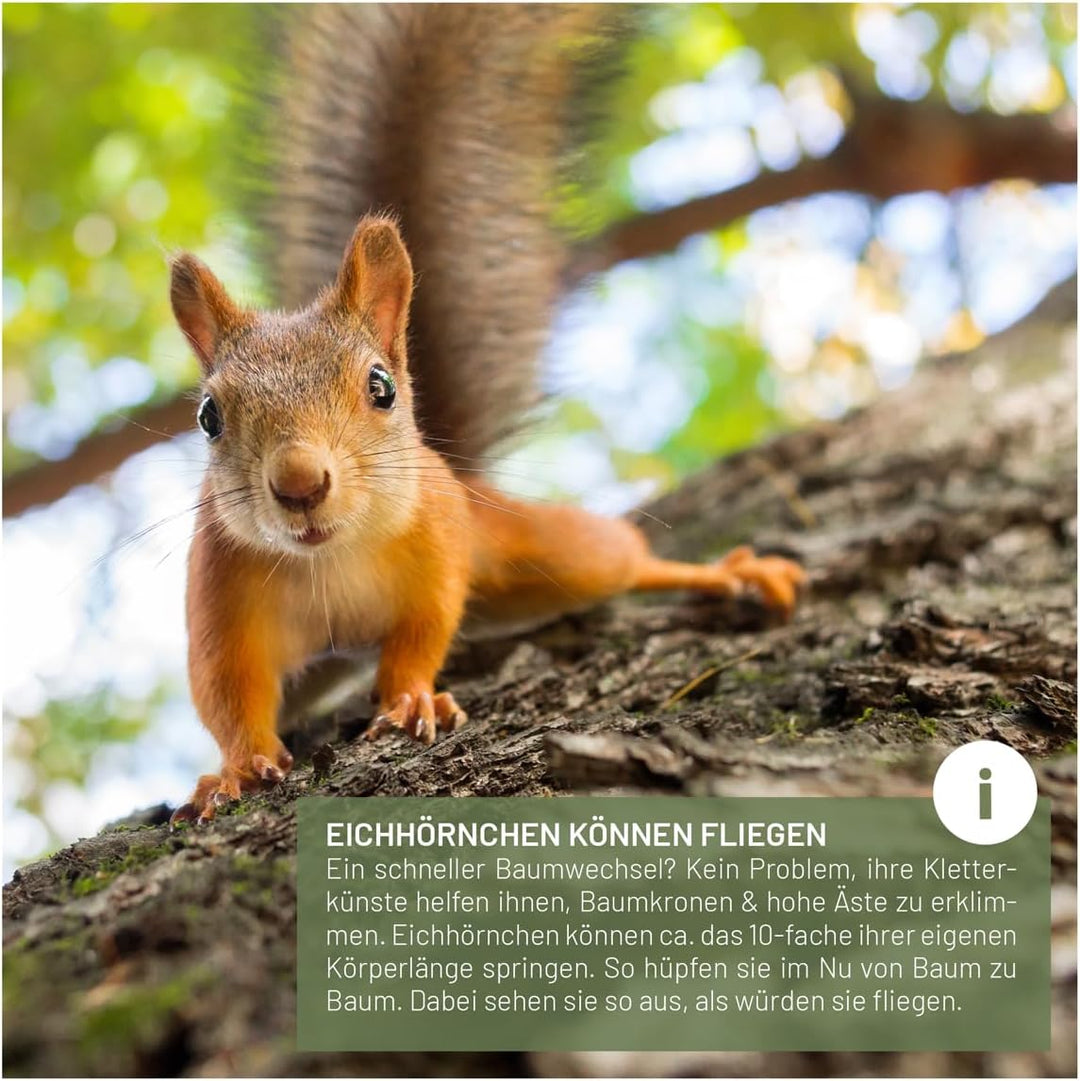 wildtier liebe Eichhörnchen Futterhaus - Spielhaus wetterfest I aus verschraubtem Massiv-Holz Futter