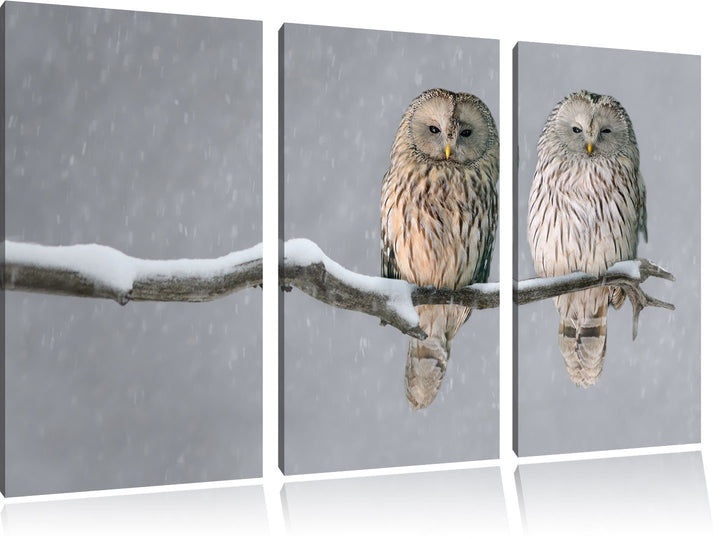 Pixxprint 2 Schneeeulen Bild 3-Teiler Leinwandbild 120x80 Bild auf Leinwand