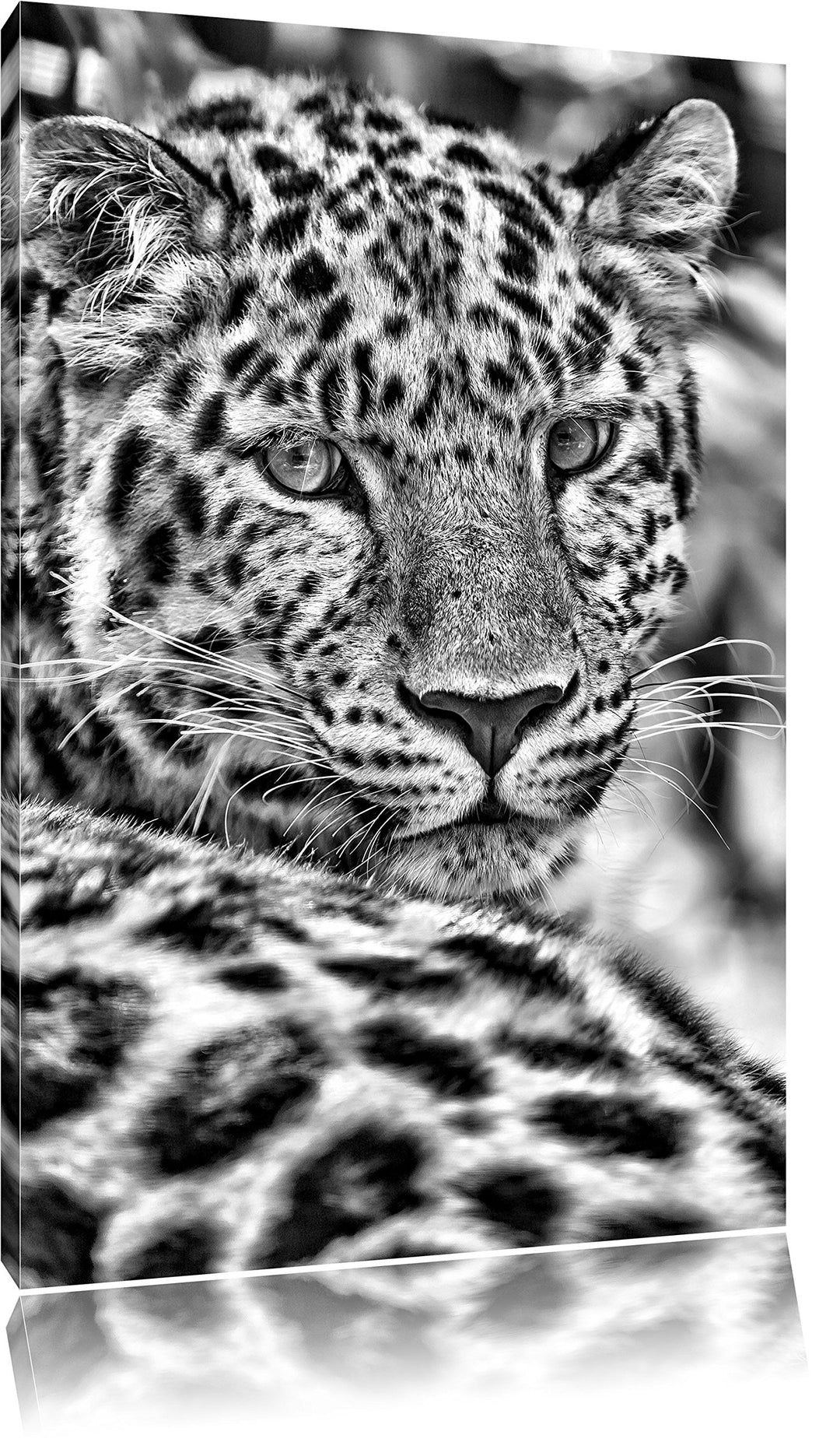 Pixxprint Monocrome, aufmerksamer Leopard im Schatten, Format: 100x70 auf Leinwand, XXL riesige Bild