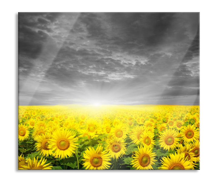 Sonnenblumen Sonnenuntergang Herdabdeckplatte & Spritzschutz aus Echtglas | Für Herd-Kochfelder | 60