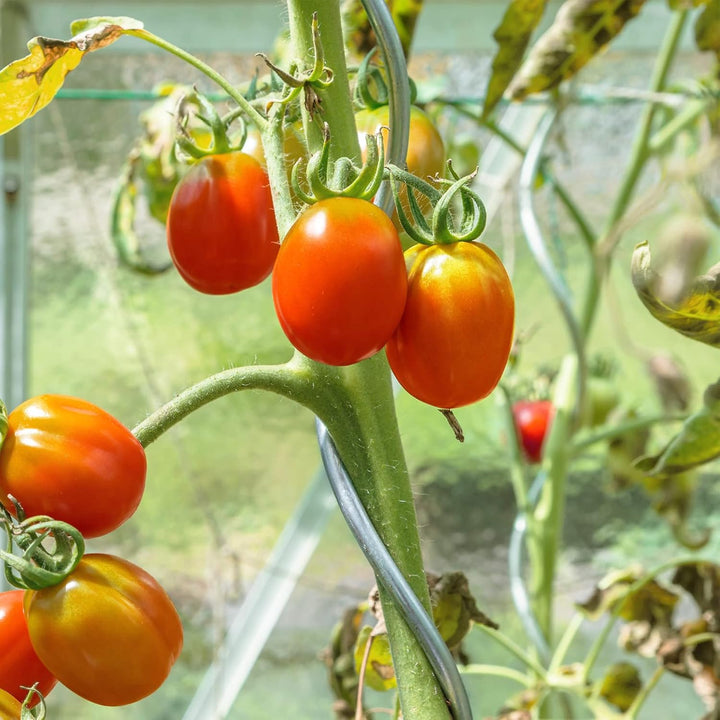 Floordirekt Tomatenspiralstäbe inkl. Zubehör Set - 180 cm Länge - 10 Stück - Tomatenstab - Spiralsta