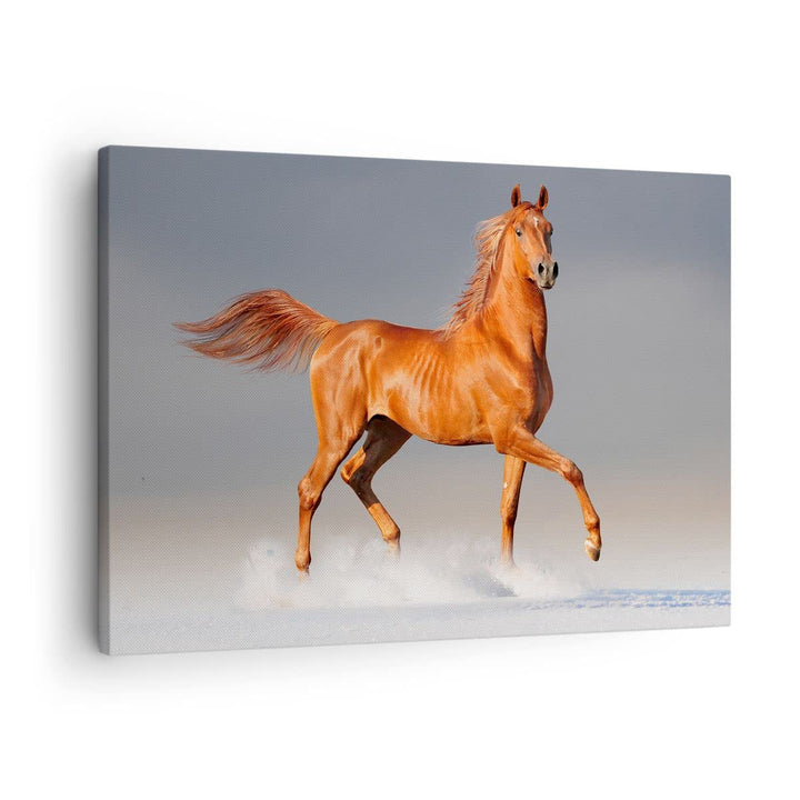 Bilder auf Leinwand Tiere Pferd Galopp Geschwindigkeit Leinwandbild 70x50cm Wandbilder Dekoration Wo