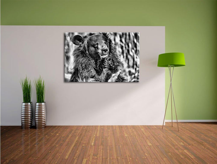 Pixxprint Nasser Malaien Bär als Leinwandbild/Grösse: 100x70 / Wandbild/Kunstdruck/fertig bespannt,