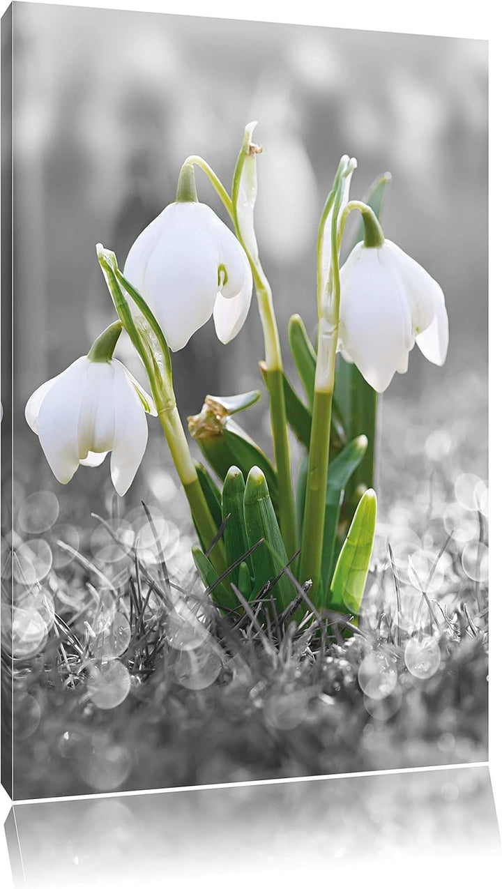 Pixxprint schöne Schneeglöckchen im Morgentau als Leinwandbild/Grösse: 100x70 cm/Wandbild/Kunstdruck