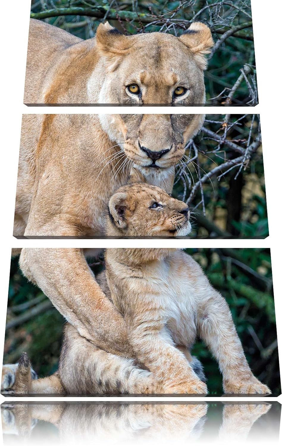 Pixxprint Löwin spielt mit Jungtier 3-Teiler Leinwandbild 120x80 Bild auf Leinwand