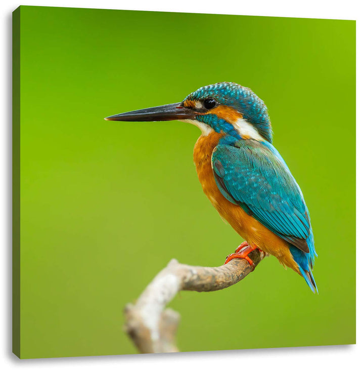 Kleiner Eisvogel, Format: 70x70 auf Leinwand, XXL riesige Bilder fertig gerahmt mit Keilrahmen, Kuns