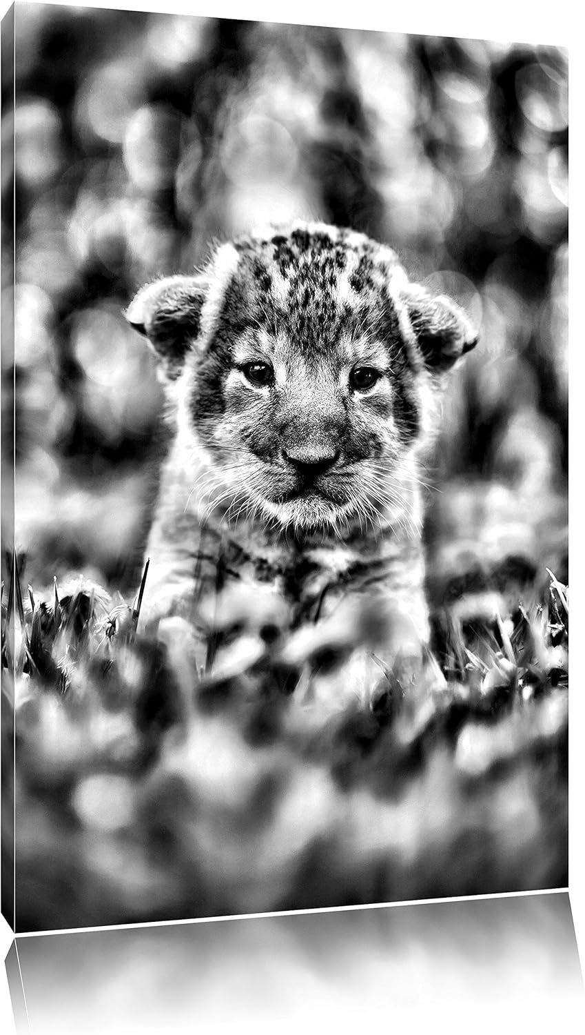 Pixxprint Niedliches Löwenbaby als Leinwandbild/Grösse: 100x70 / Wandbild/Kunstdruck/fertig bespannt