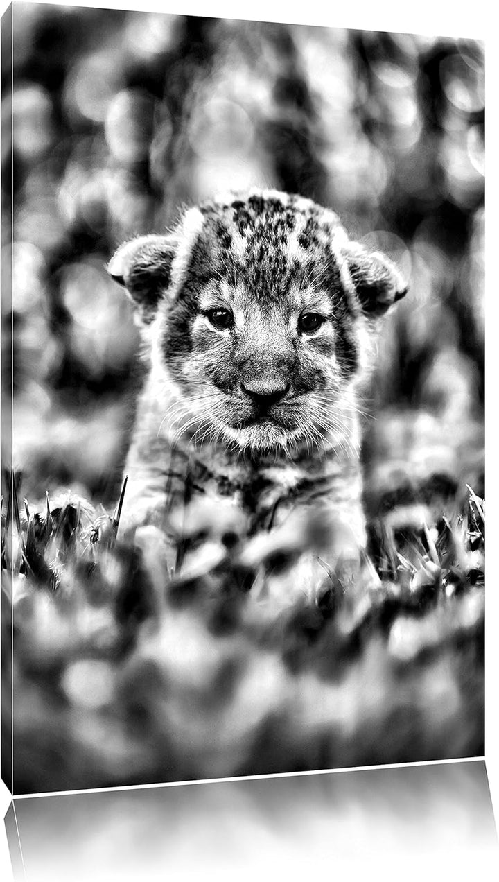 Pixxprint Niedliches Löwenbaby als Leinwandbild/Grösse: 100x70 / Wandbild/Kunstdruck/fertig bespannt