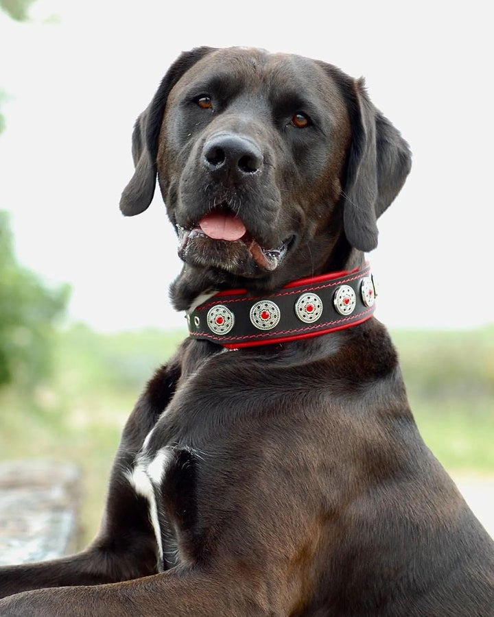 Bestia Bijou Hundehalsband mit Zierconchos. 100% Leder. Weich gepolstert. Handgefertigt in Europa! L