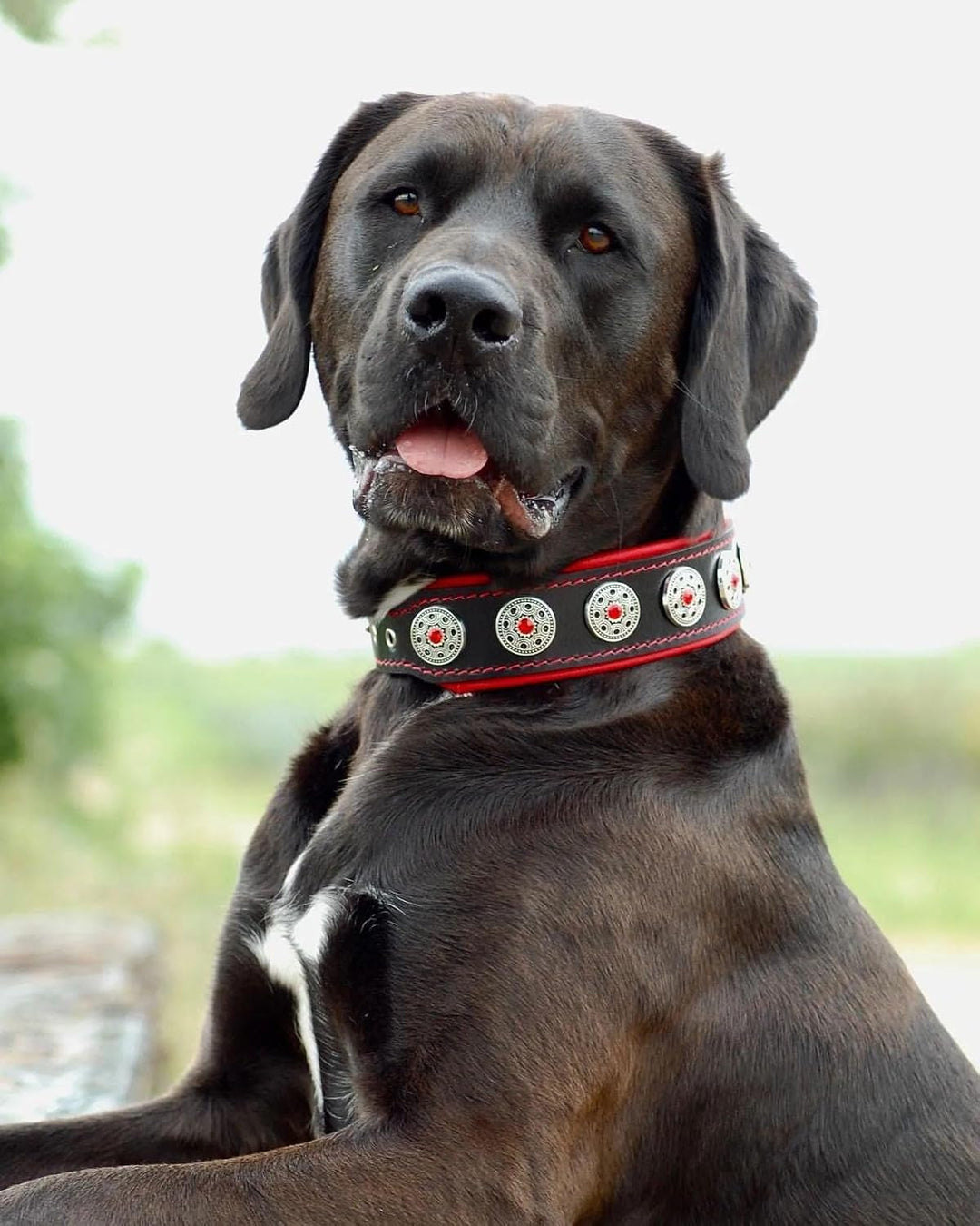 Bestia Bijou Hundehalsband mit Zierconchos. 100% Leder. Weich gepolstert. Handgefertigt in Europa! X