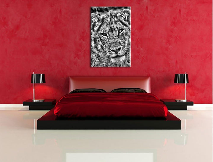 Monocrome, Löwenteenager, Format: 100x70 auf Leinwand, XXL riesige Bilder fertig gerahmt mit Keilrah
