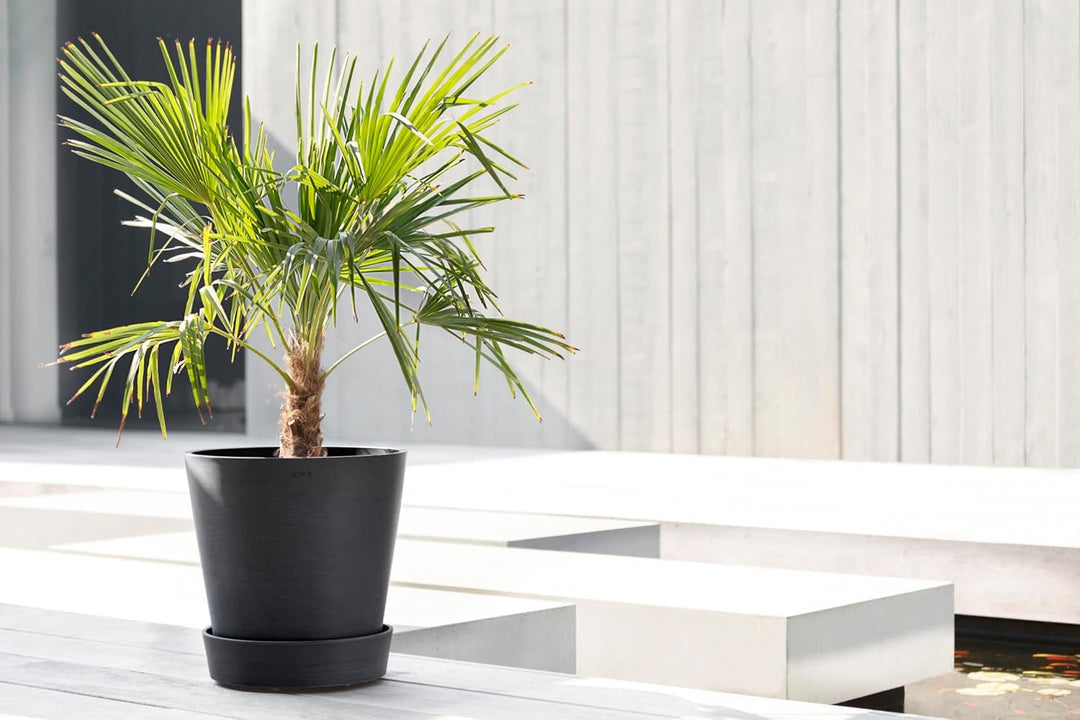 ECOPOTS Untersetzer rollbar für Blumentopf Amsterdam Dunkel Grau Durchmesser innen 31 cm/aussen 34 c