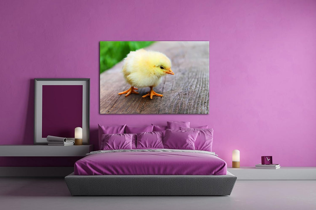 deyoli putziges Küken Format: 80x60 als Leinwand, Motiv fertig gerahmt auf Echtholzrahmen, Hochwerti