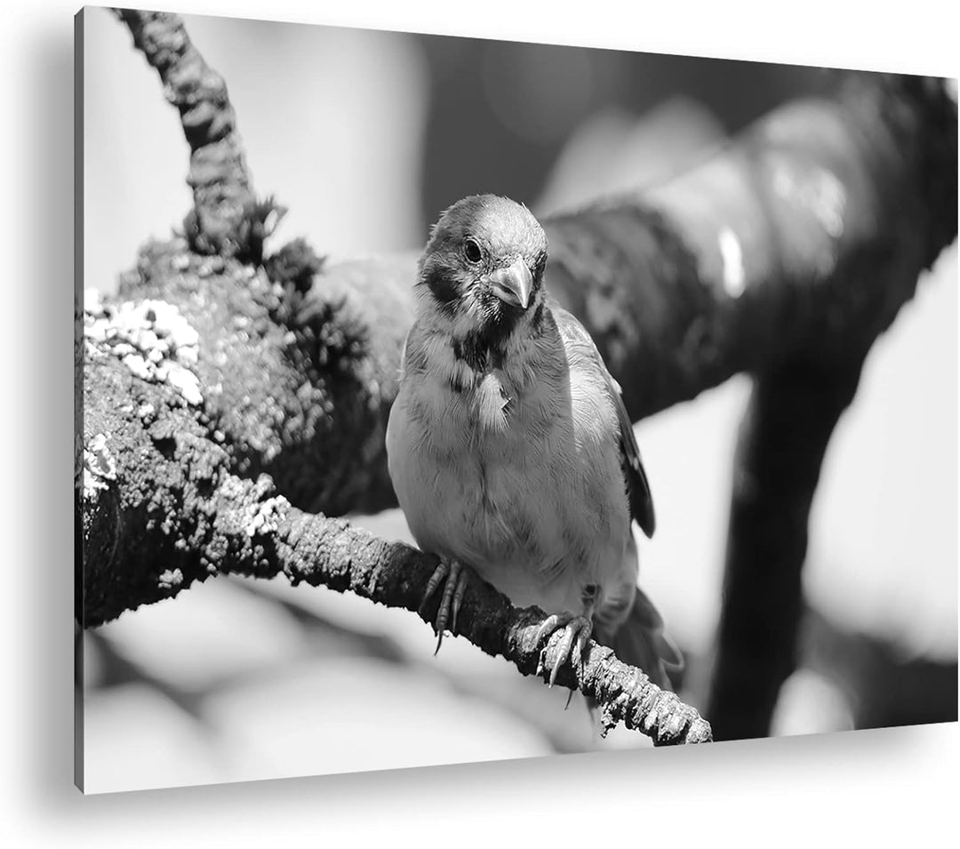 deyoli neugieriger Vogel Format: 80x60 Effekt: Schwarz&Weiss als Leinwandbild, Motiv fertig gerahmt