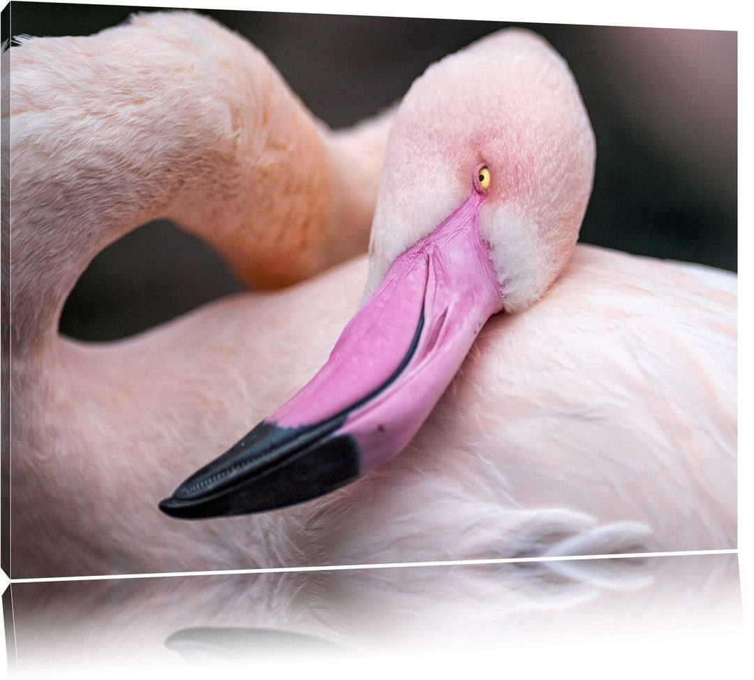 Pixxprint schöner Flamingo auf Leinwand, XXL riesige Bilder fertig gerahmt mit Keilrahmen, Kunstdruc