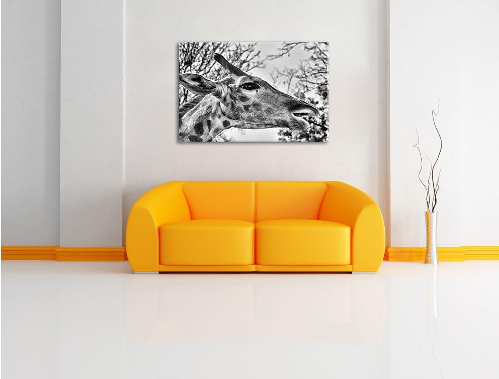 Pixxprint Monocrome, anmutige Giraffe isst, Format: 100x70 auf Leinwand, 100x70