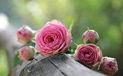 Dufte Momente | Whirlpool Duft 500ml | Rose | mit naturreinen und natürlichen ätherischen Ölen | kei