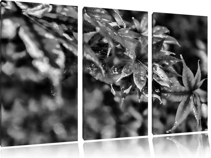 Pixxprint Ahorn im Sonnenlicht als Leinwandbild/Grösse: 3 Teilig (120x80) cm/Wandbild/Kunstdruck/fer