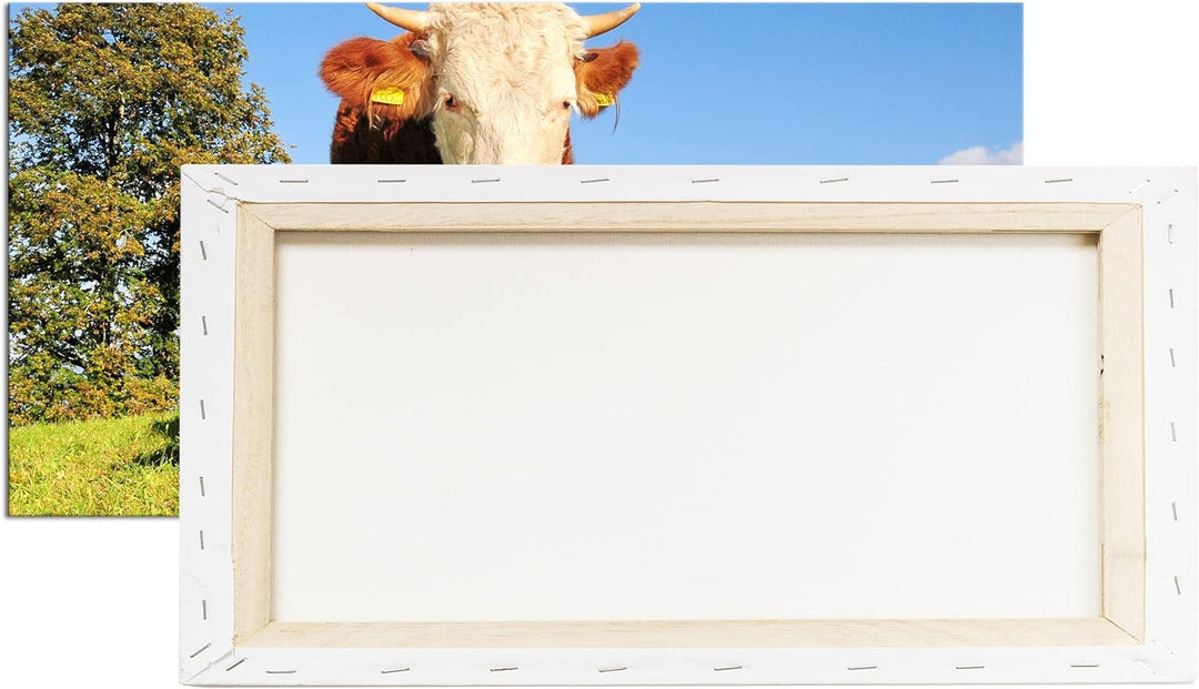 edle Kuh auf der Weide Panorama 80x40 cm als Leinwandbild, Motiv fertig gerahmt auf Echtholzrahmen,