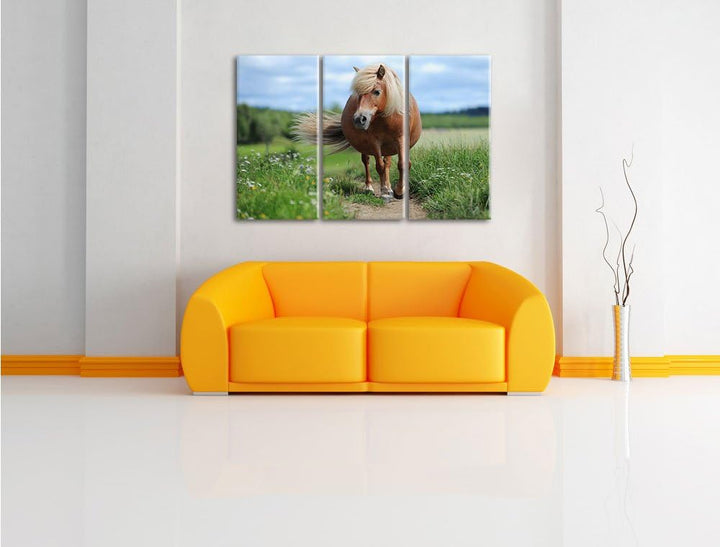Pixxprint Shetlandpony auf der Wiese 3-Teiler Leinwandbild 120x80 Bild auf Leinwand