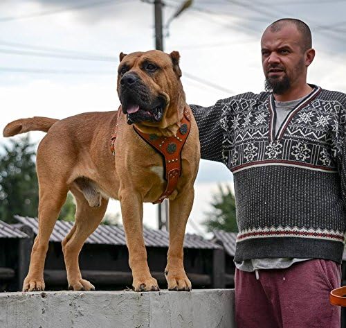 Bestia |Maximus| Leder Brustgeschirr für grosse Hunde. Bis 145 cm Brustumfang. 100% Leder. Handgefer