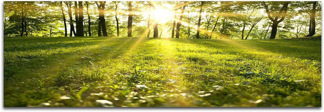 Augenblicke Wandbilder Leinwandbild als Panorama in 150x50cm Wald Wiese Frühling Sonnenstrahlen