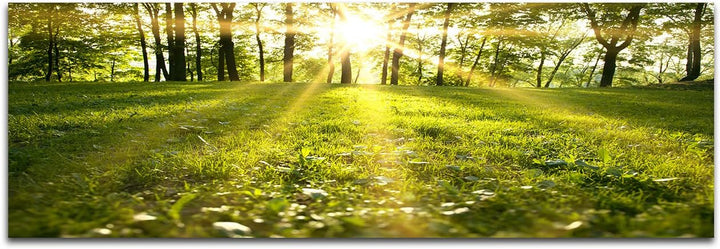 Augenblicke Wandbilder Leinwandbild als Panorama in 150x50cm Wald Wiese Frühling Sonnenstrahlen