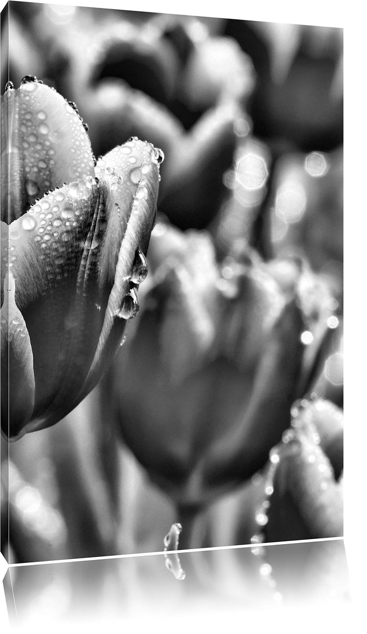 Pixxprint Monocrome, Pinke Tulpen mit Morgentau, Format: 100x70 auf Leinwand, riesige Bilder fertig