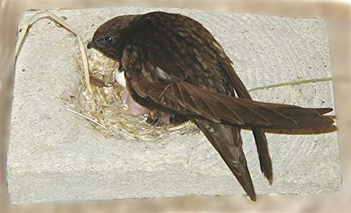 Schwegler Nistkasten / Nest / Nestmulde für Mauersegler