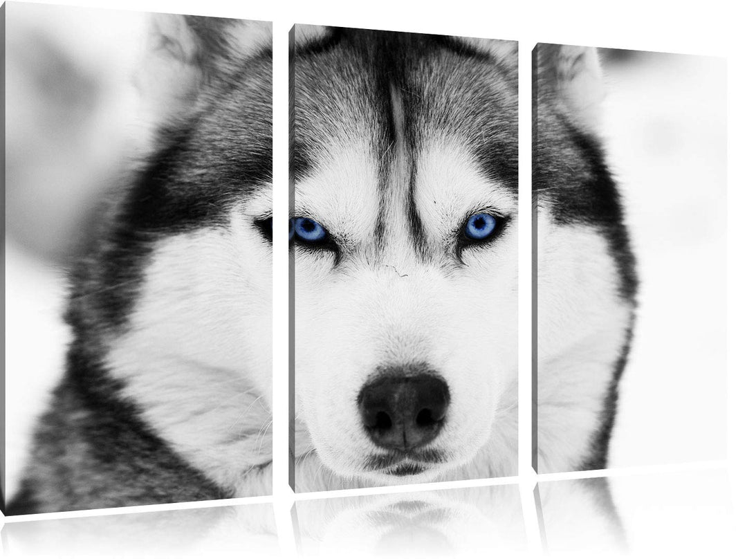 Pixxprint Husky mit blauen Augen als Leinwandbild | Grösse: 3 Teilig (120x80) | Wandbild| Kunstdruck