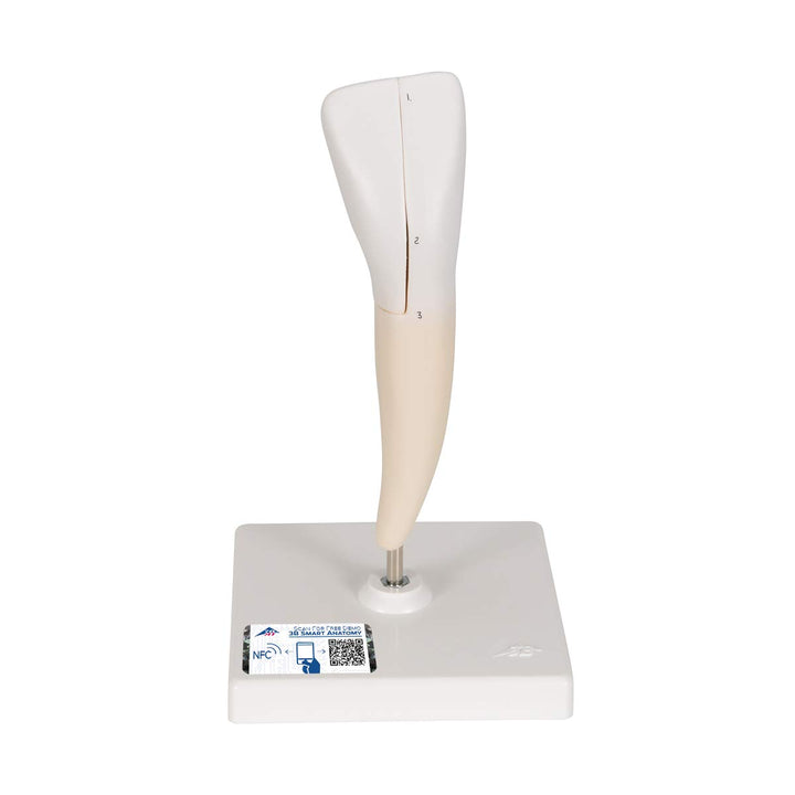 3B Scientific Menschliche Anatomie - Unterer Schneidezahn, 2-teilig + kostenlose Anatomie App - 3B S