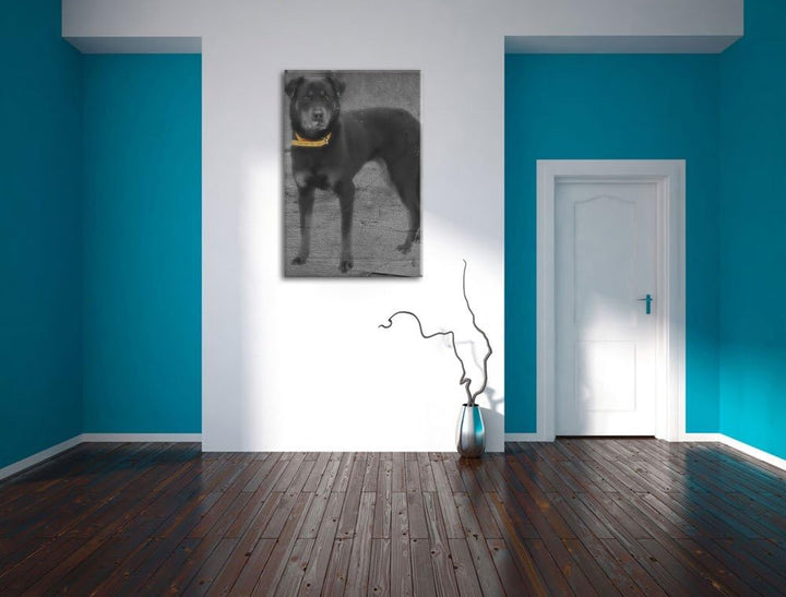 prächtiger grosser Rottweiler schwarz/weiss auf Leinwand, XXL riesige Bilder fertig gerahmt mit Keil