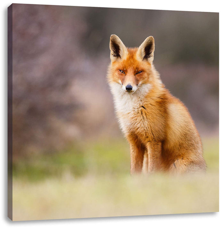 Pixxprint Listiger Fuchs, Format: 70x70 auf Leinwand, XXL riesige Bilder fertig gerahmt mit Keilrahm