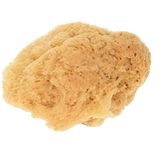 Natuur Spons voor de schilder 18 - 20 cm diameter