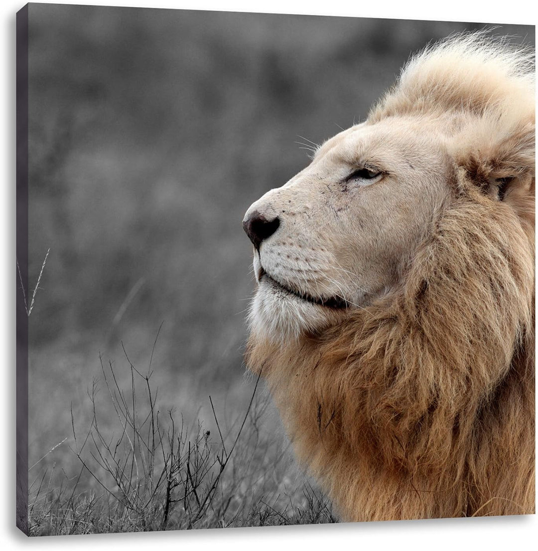 Pixxprint Weisser Löwe in der Savanne als Leinwandbild/Grösse: 70x70 cm/Wandbild/Kunstdruck/fertig b