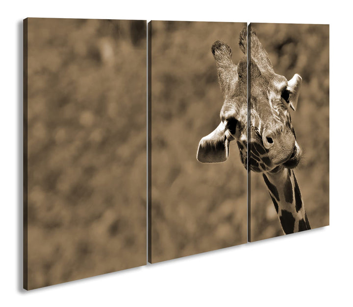deyoli lustige Giraffe Format: 120x80 cm (3Teilig) Effekt: Sepia als Leinwandbild, Motiv fertig gera