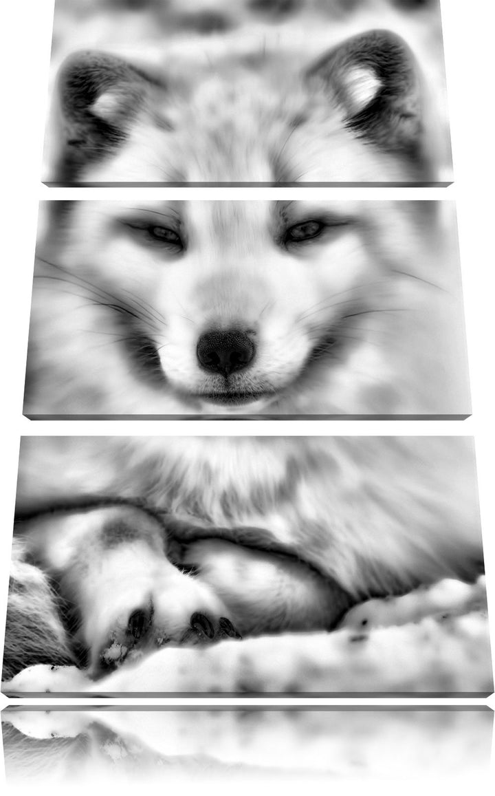 Pixxprint Monocrome, Weisser Fuchs 3-Teiler Leinwandbild 120x80 Bild auf Leinwand