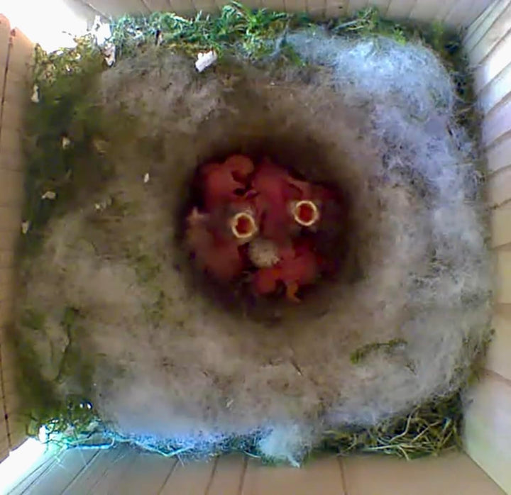 Little Birds Kamera Nistkasten für „Blink“ Kamera (Kamera Nicht ENTHALTEN) I ökologisches Massivholz