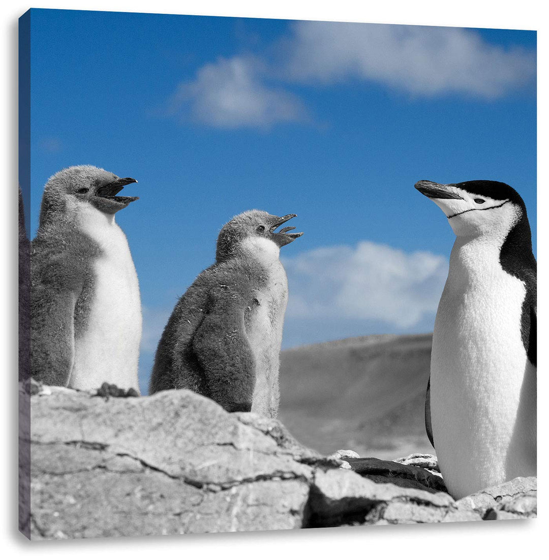 süsse Pinguine schwarz/weiss, Format: 70x70 auf Leinwand, XXL riesige Bilder fertig gerahmt mit Keil