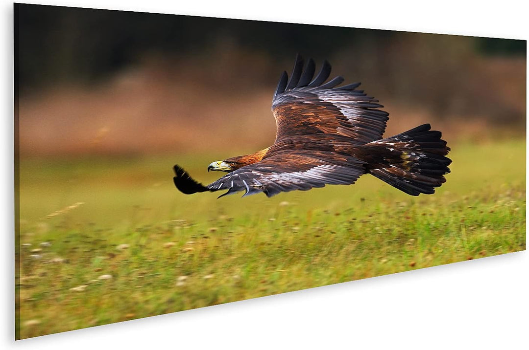 islandburner Bild auf Leinwand Steinadler fliegt über blühende Wiese Brauner Vogel Beute Grosse Span