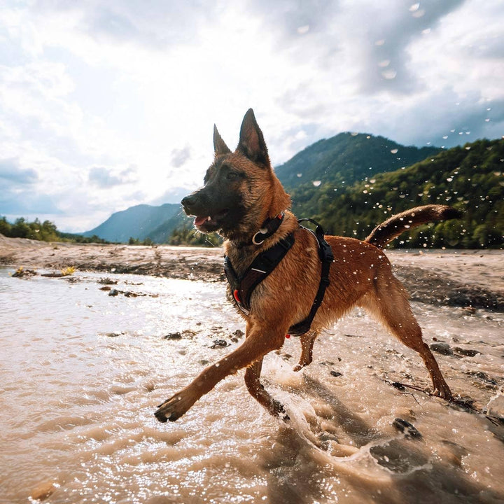 Non-Stop dogwear Rock Harness |130| Führ und Alltagsgeschirr, Grösse:L Schwarz L, Schwarz L