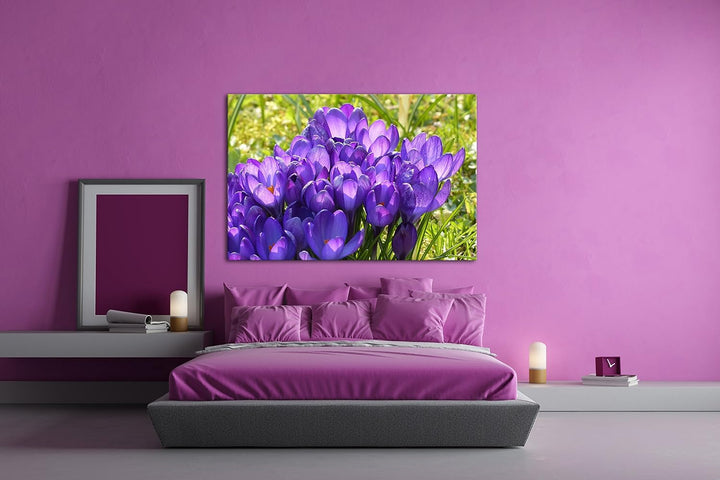 deyoli violette Krokusse im Frühling Format: 80x60 als Leinwandbild, Motiv fertig gerahmt auf Echtho