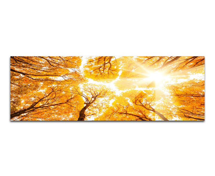 Paul Sinus Art Panoramabild auf Leinwand und Keilrahmen 150x50cm Wald Baumkronen Himmel Sonnenlicht