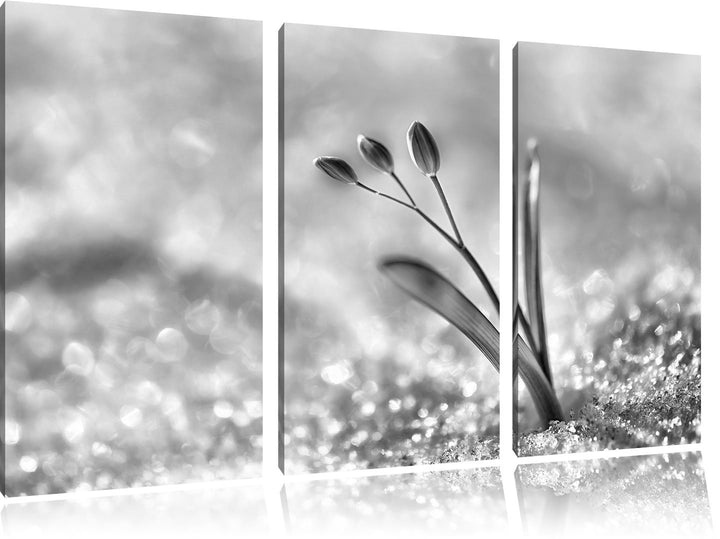Pixxprint Monocrome, Blaue Knospen im Schnee 3-Teiler Leinwandbild 120x80 Bild auf Leinwand