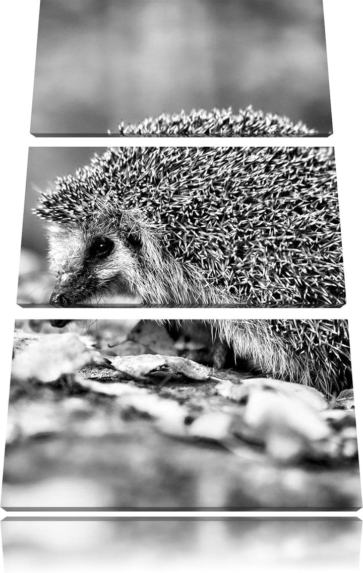Pixxprint Igel im Laub als Leinwandbild/Grösse: 3 Teilig (120x80) cm/Wandbild/Kunstdruck/fertig besp