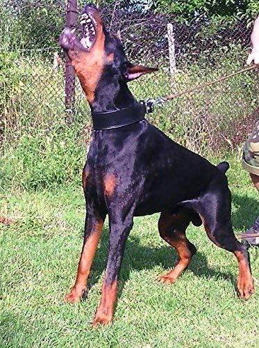 Bestia Echtleder Hundehalsband mit weicher Leder Innenpolsterung. 6,5 cm breit. Passfit. 100% Echtle